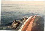 Ένα κοπάδι δελφίνια πολιόρκησε το φουσκωτό λίγα μίλια έξω απ' το Γιβραλτάρ!